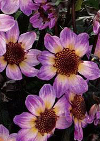 Dahlia Dark Angel American Pie